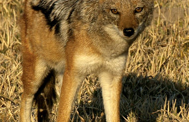 Makgadikgadi Game Viewing